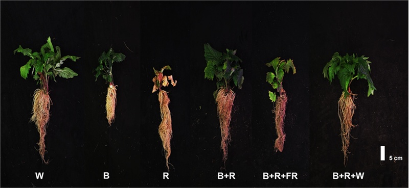 Fig. 5. Fig. 5.